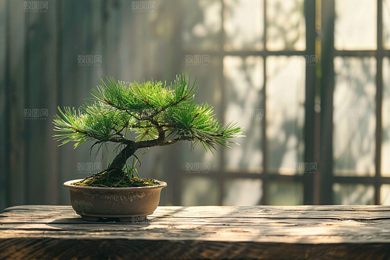 黑松盆景植物自然摄影图