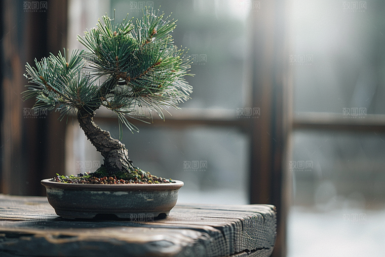 黑松盆景高雅自然摄影图