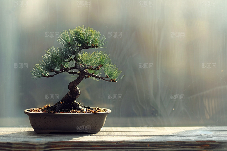 黑松盆景高清高雅摄影图