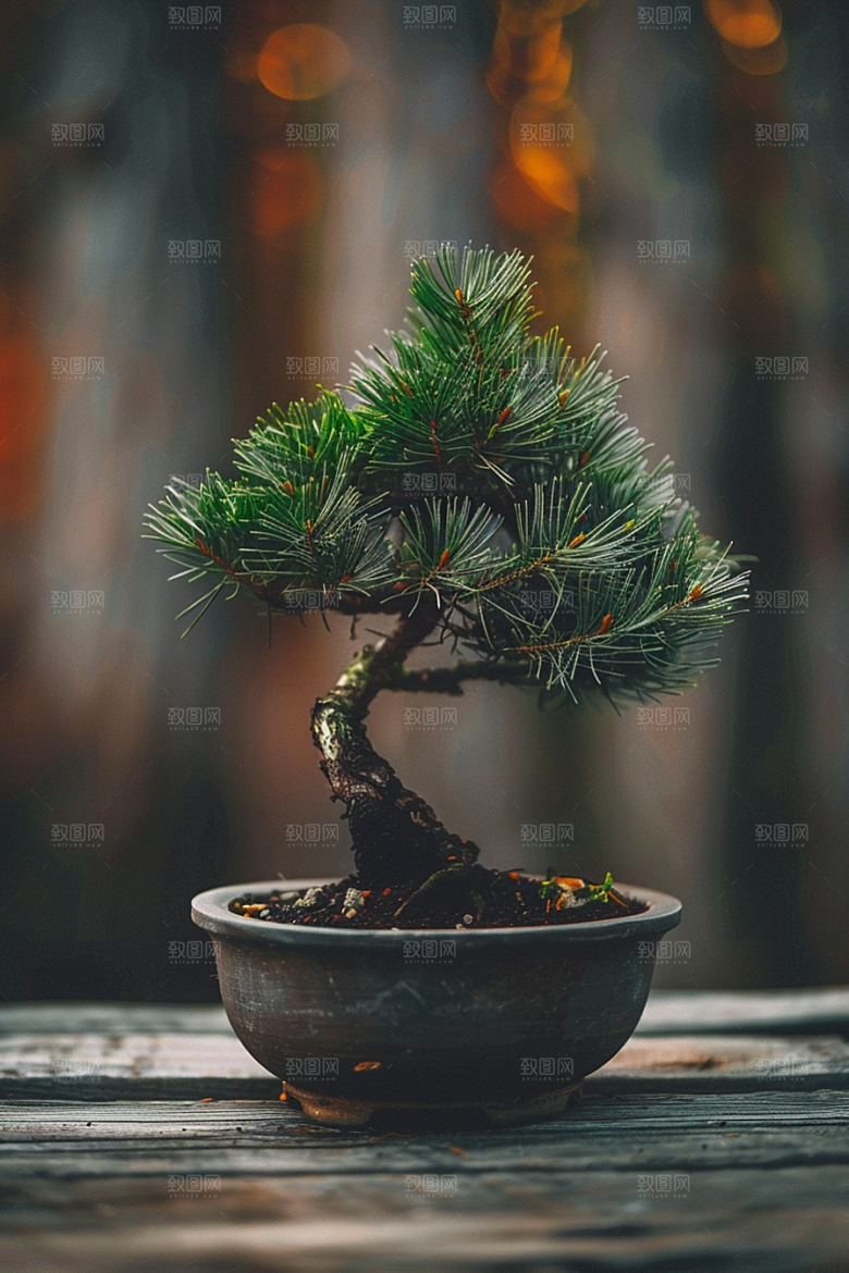 黑松盆景高清中式摄影图