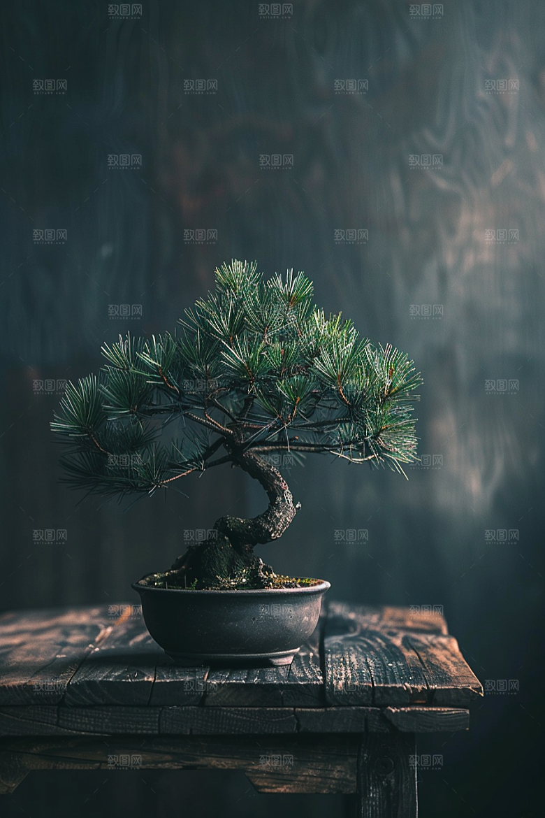 黑松盆景松树装饰摄影图