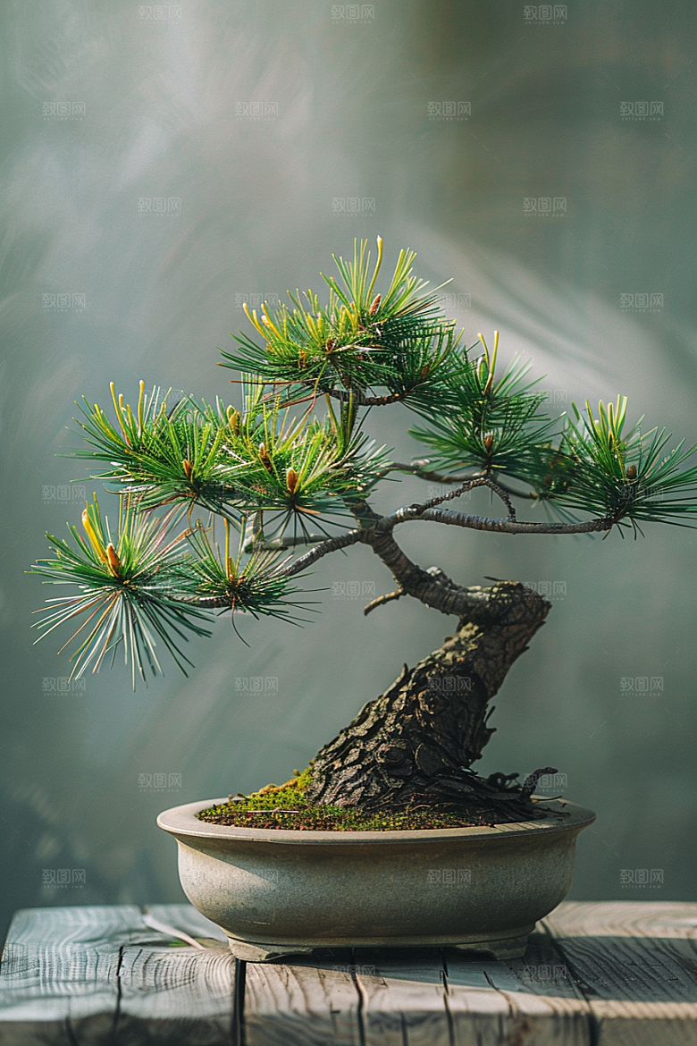 黑松盆景雅致自然摄影图