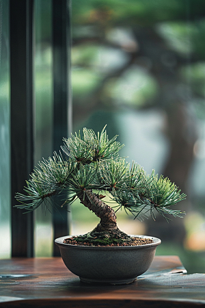 黑松盆景高清雅致摄影图