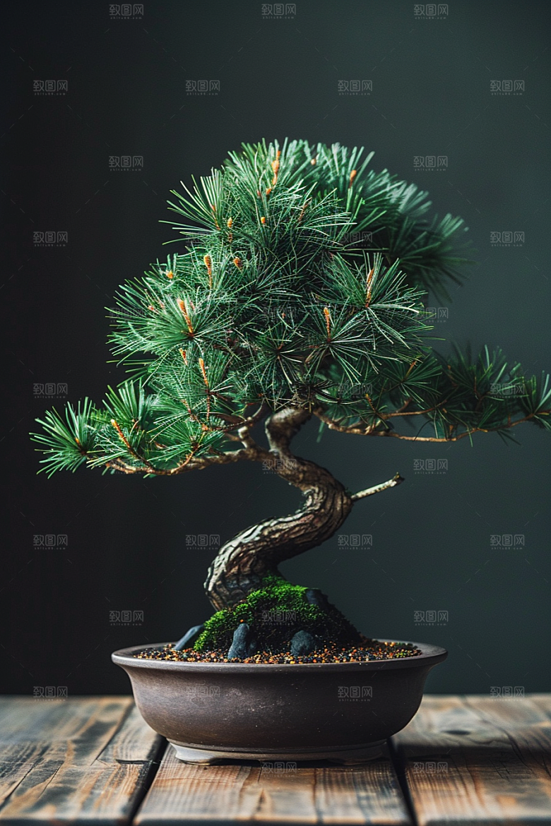 黑松盆景自然文化摄影图