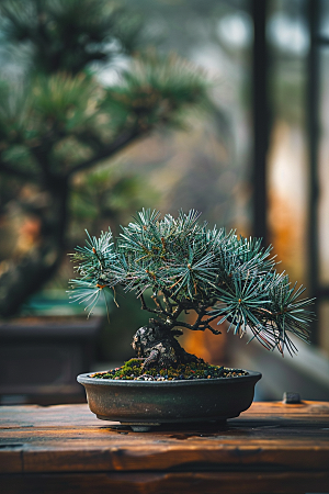 黑松盆景中式装饰摄影图