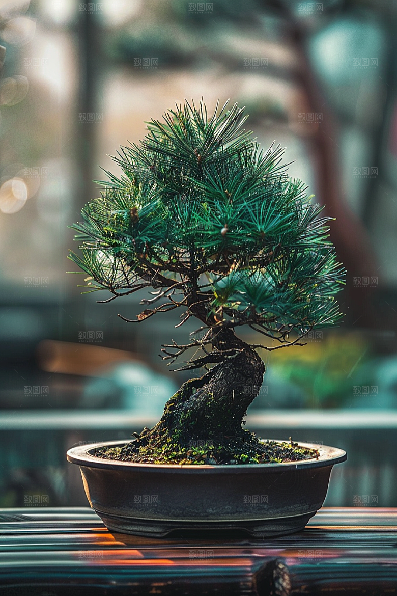 黑松盆景高雅自然摄影图