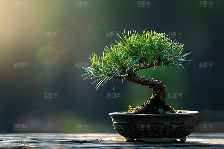 黑松盆景高雅优雅摄影图
