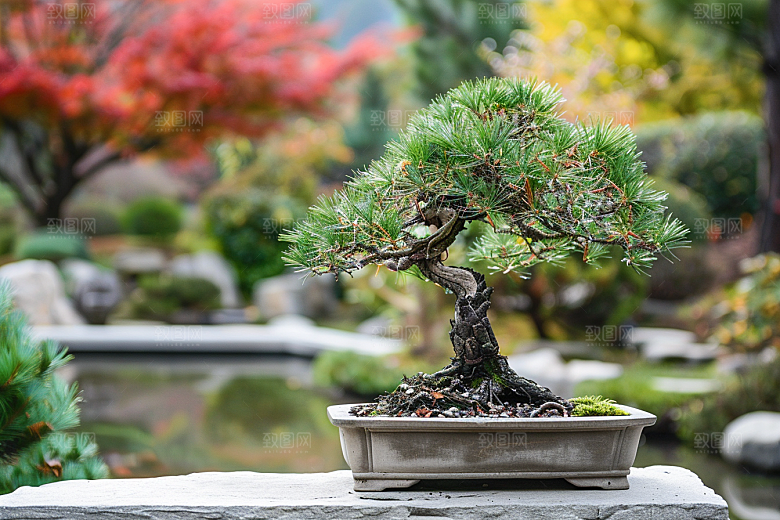 黑松盆景自然庭院摄影图