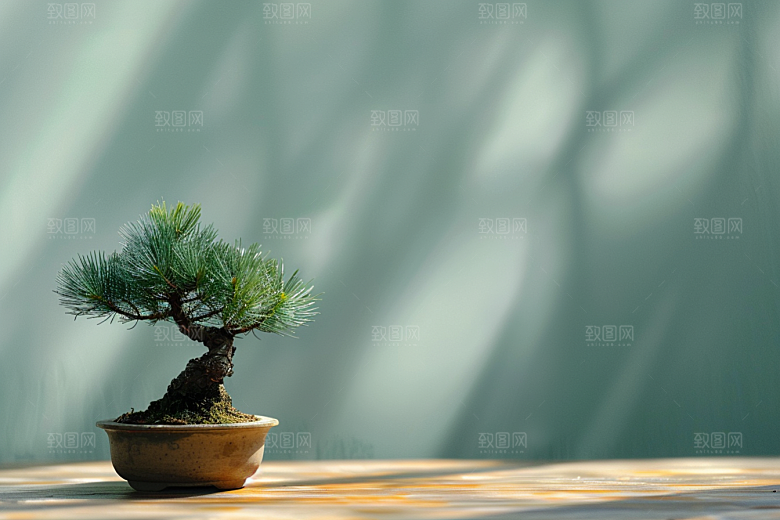 黑松盆景优雅庭院摄影图
