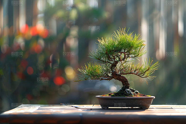 黑松盆景庭院优雅摄影图