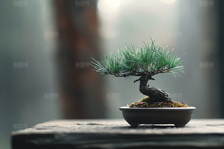 黑松盆景植物中式摄影图