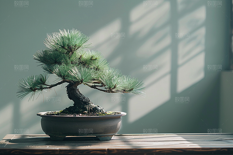黑松盆景中式自然摄影图