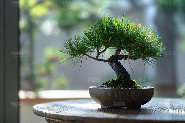 黑松盆景优雅雅致摄影图