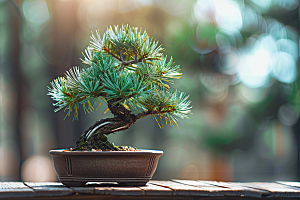 黑松盆景日式高雅摄影图