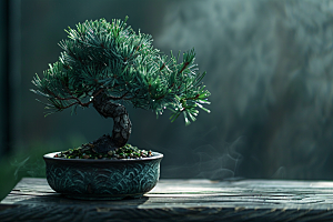黑松盆景松树中国风摄影图