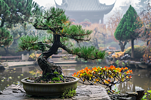 黑松盆景中式植物摄影图