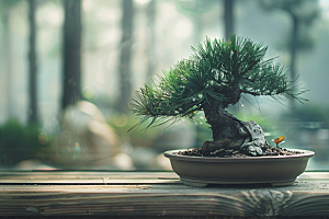 黑松盆景文化植物摄影图