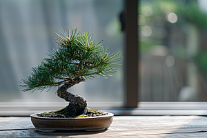 黑松盆景文化日式摄影图