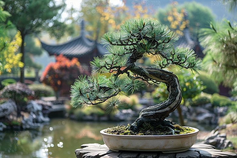 黑松盆景中式装饰摄影图