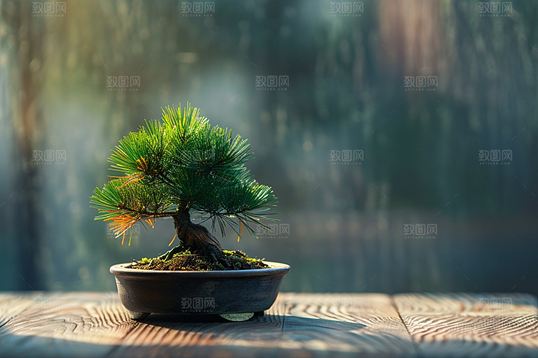 黑松盆景高雅庭院摄影图