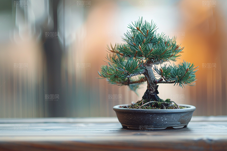 黑松盆景日式植物摄影图