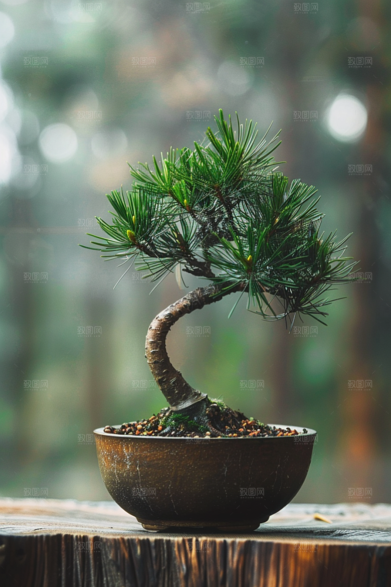 黑松盆景植物中式摄影图