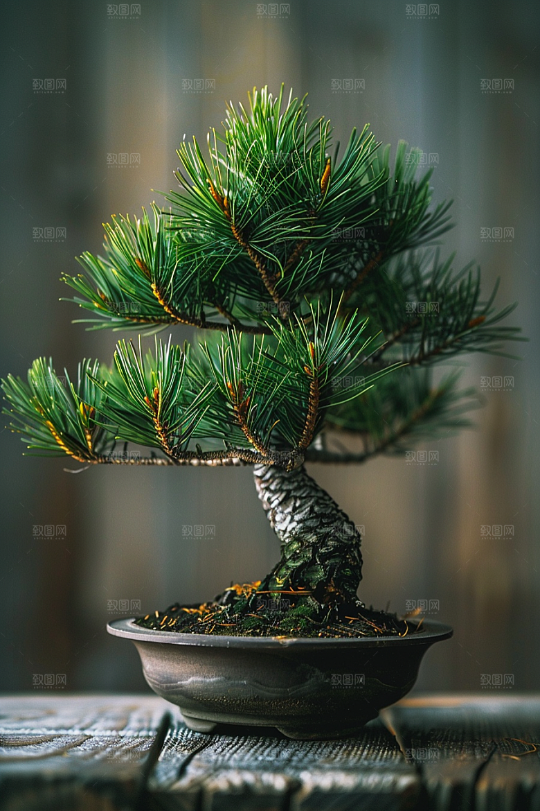 黑松盆景自然植物摄影图