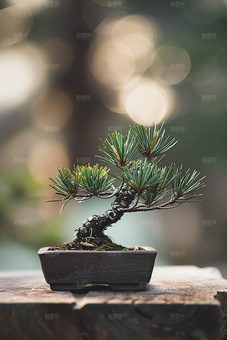 黑松盆景雅致高清摄影图