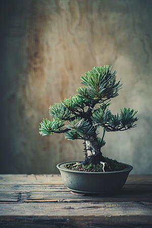 黑松盆景自然植物摄影图