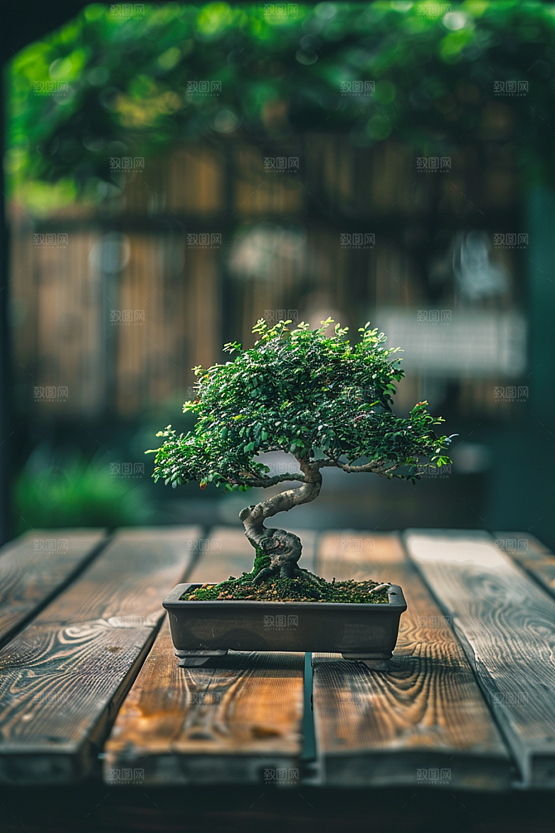 黑松盆景植物庭院摄影图
