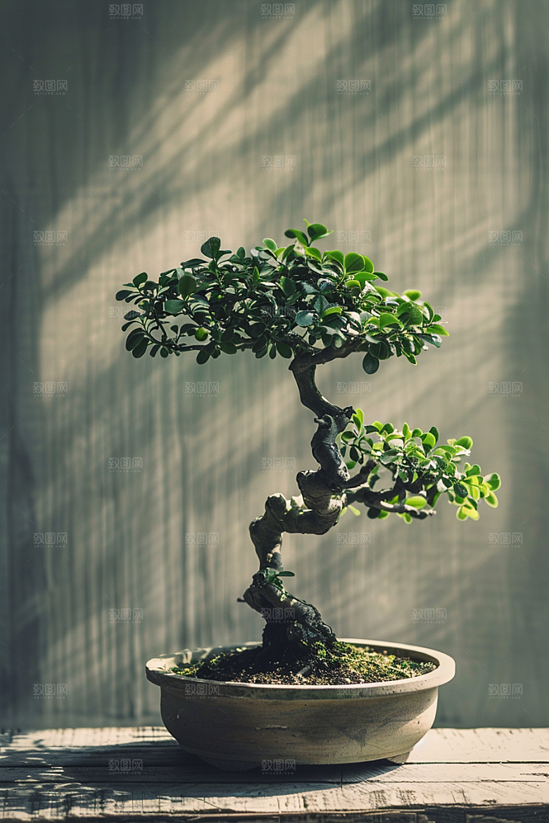 黑松盆景中式优雅摄影图