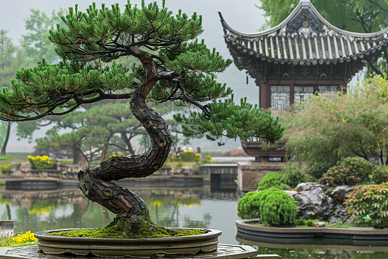 黑松盆景优雅自然摄影图