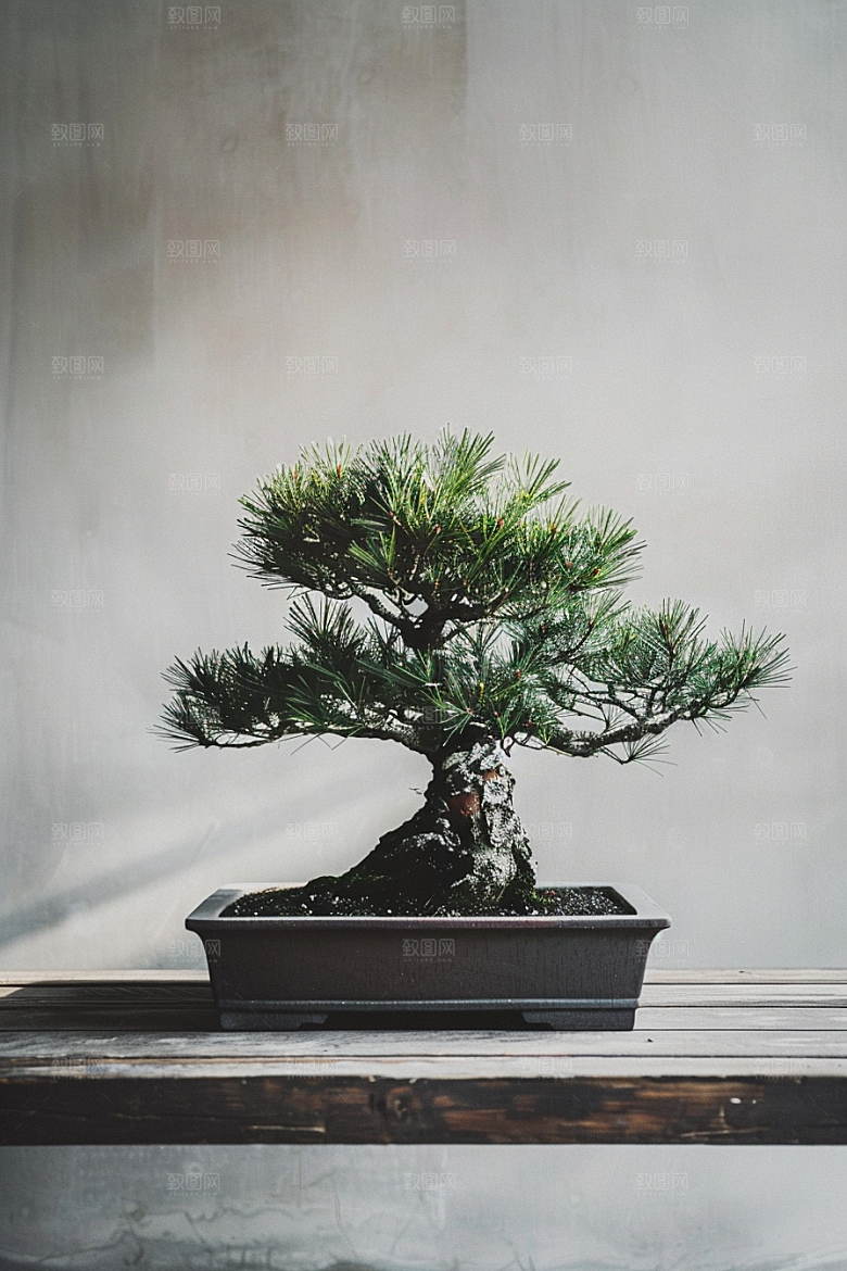 黑松盆景中国风高雅摄影图