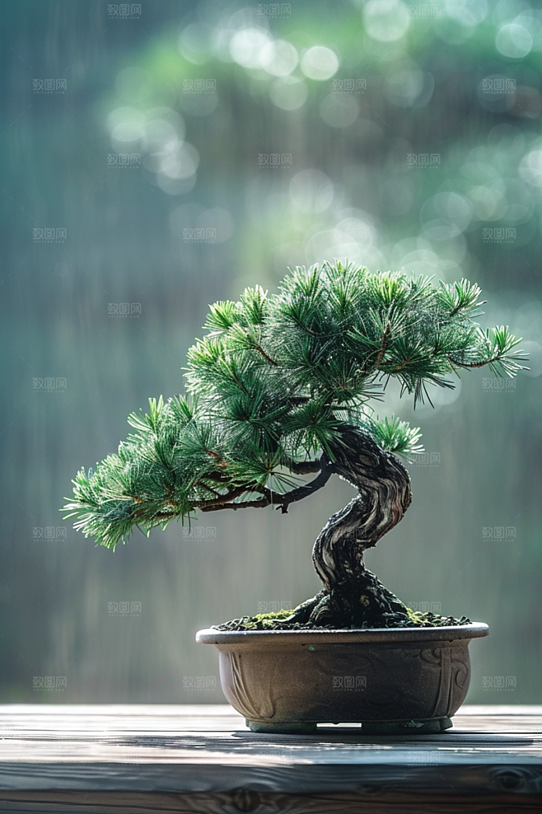 黑松盆景日式庭院摄影图