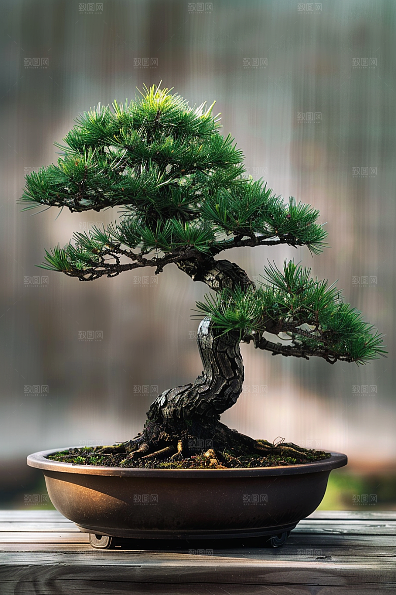 黑松盆景中国风高雅摄影图