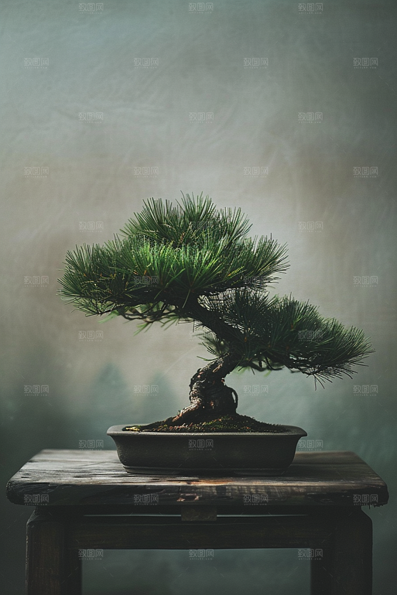 黑松盆景中国风中式摄影图