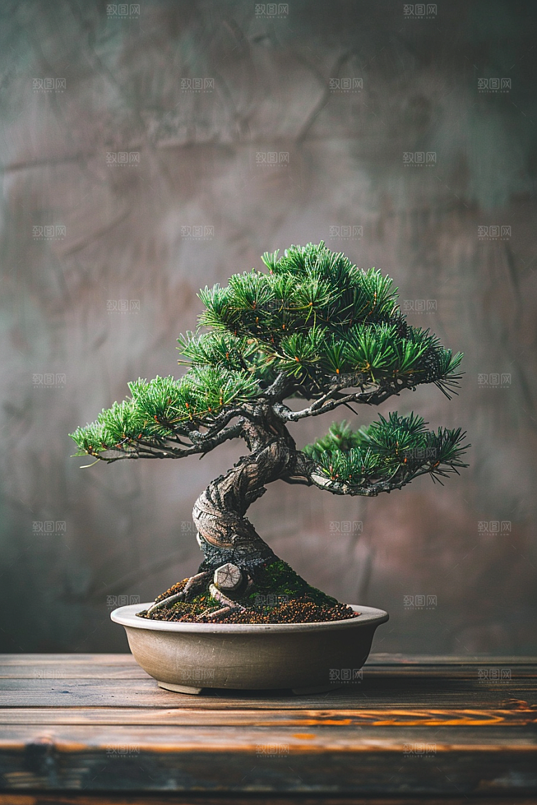 黑松盆景中式中国风摄影图