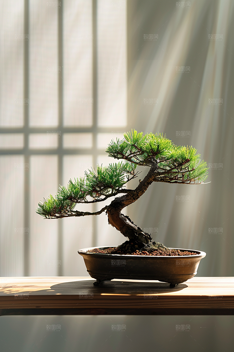 黑松盆景植物高清摄影图