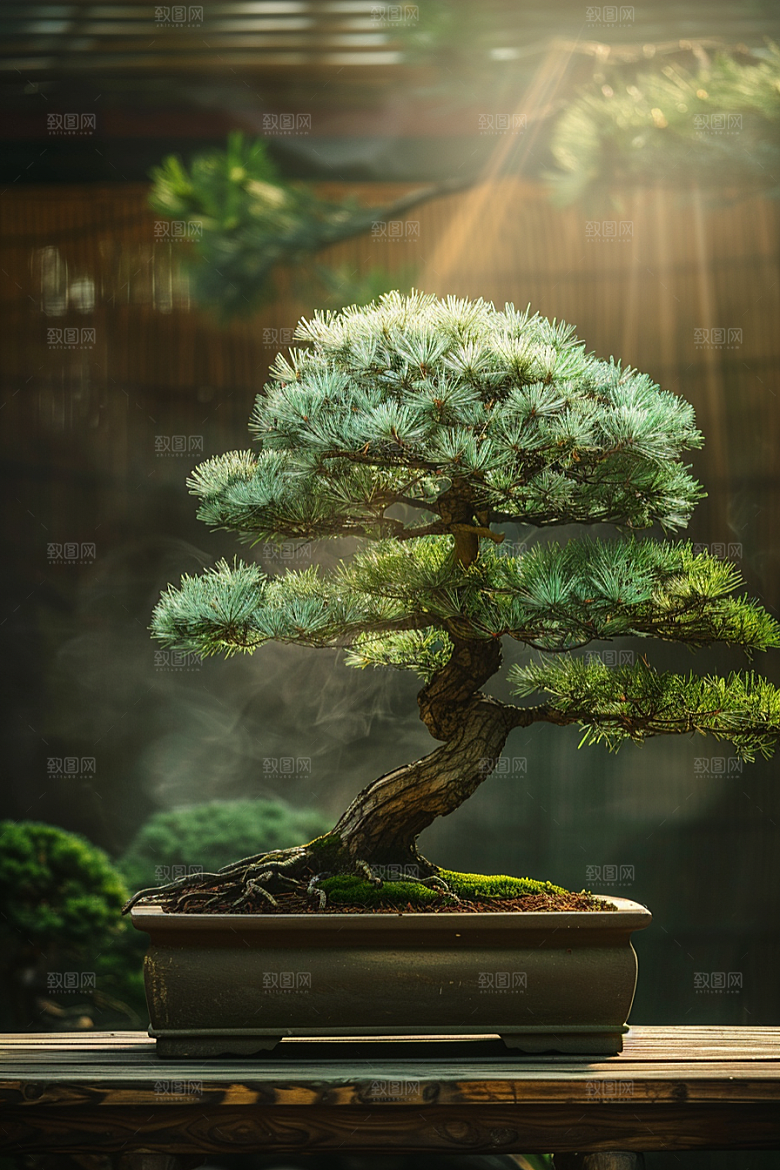 黑松盆景优雅松树摄影图