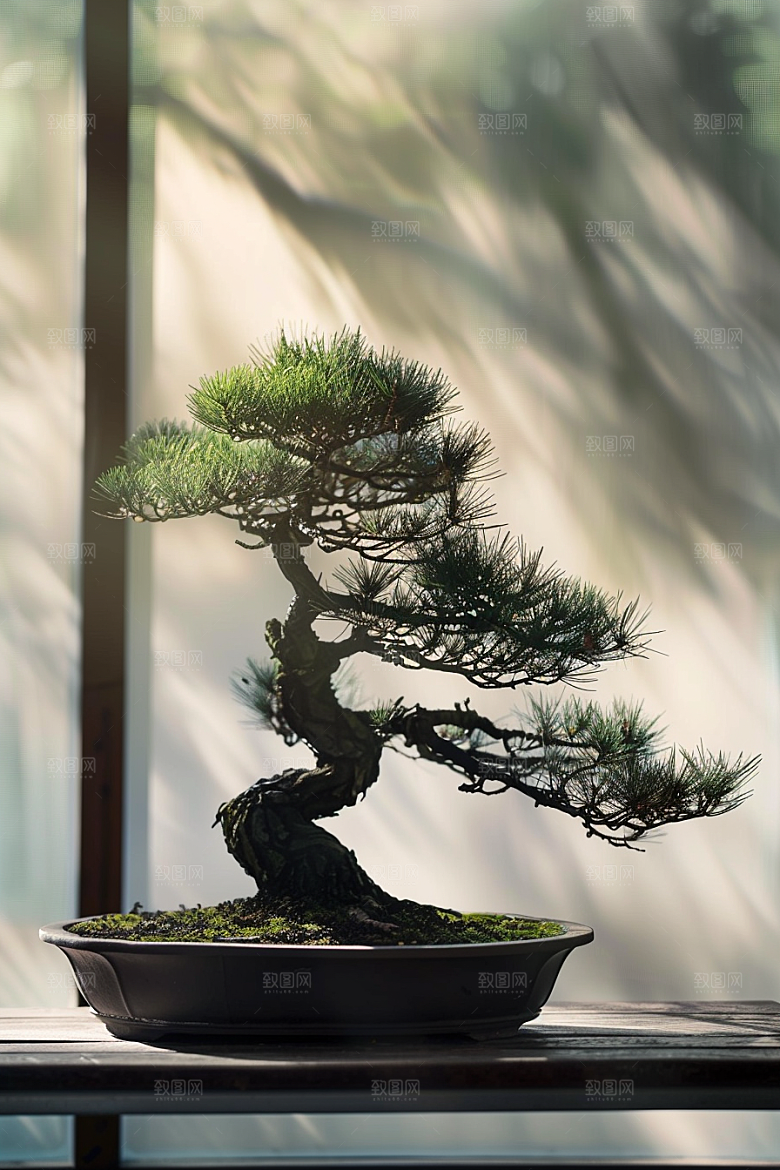 黑松盆景文化松树摄影图