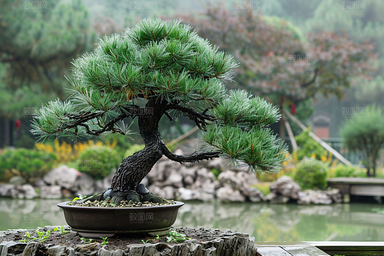 黑松盆景文化高雅摄影图
