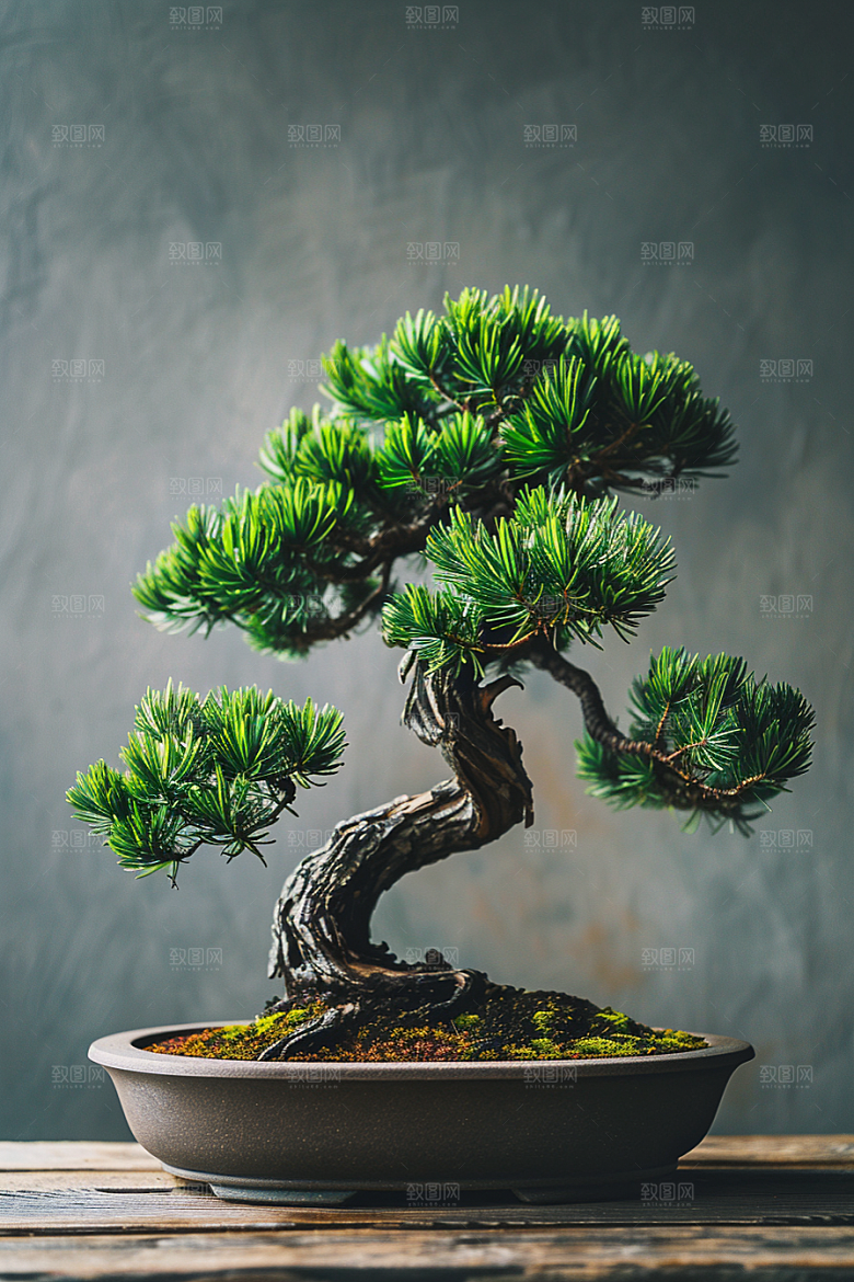黑松盆景优雅雅致摄影图