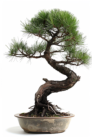 黑松盆景植物松树摄影图