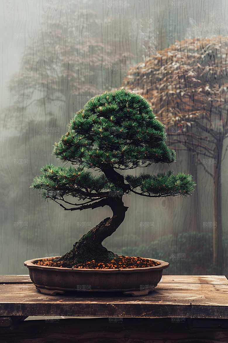 黑松盆景装饰优雅摄影图