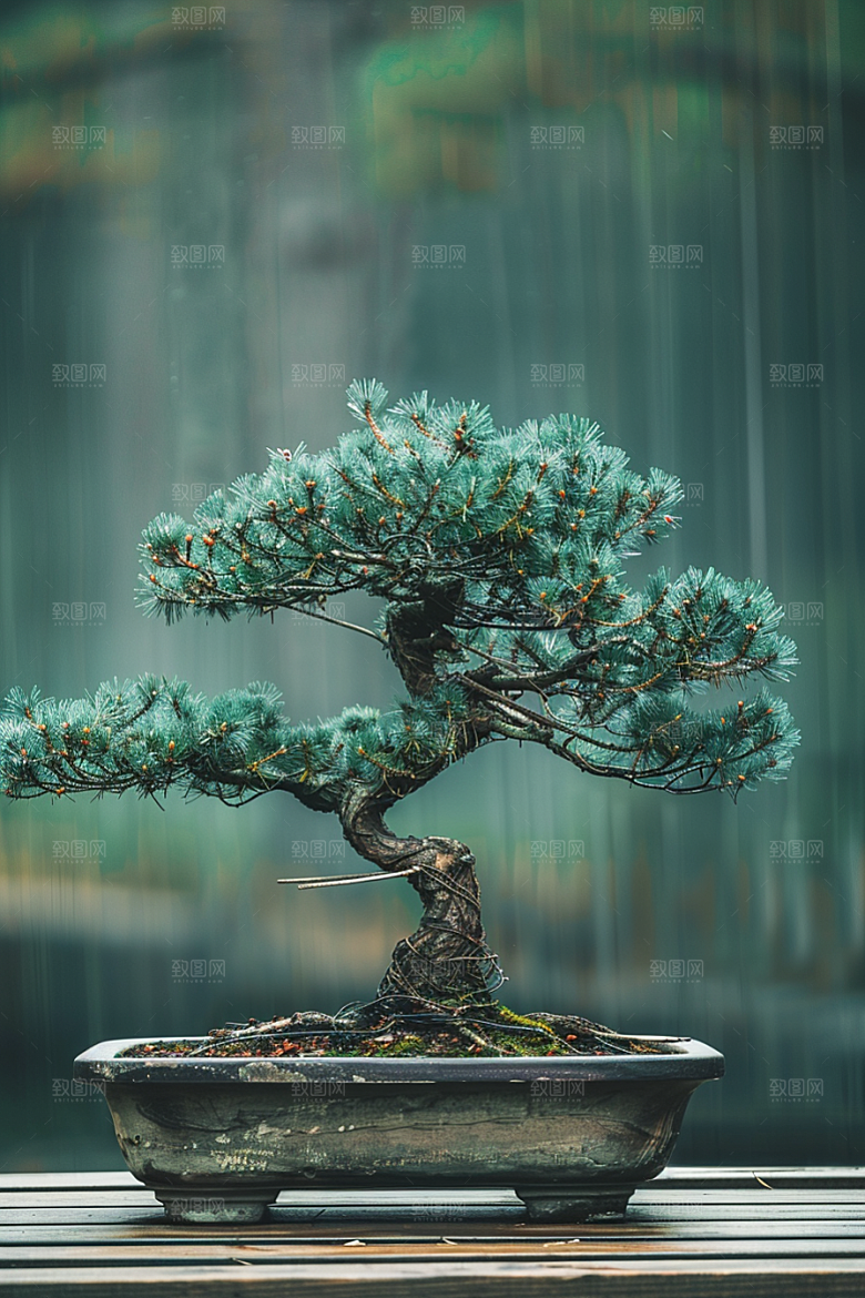 黑松盆景松树优雅摄影图