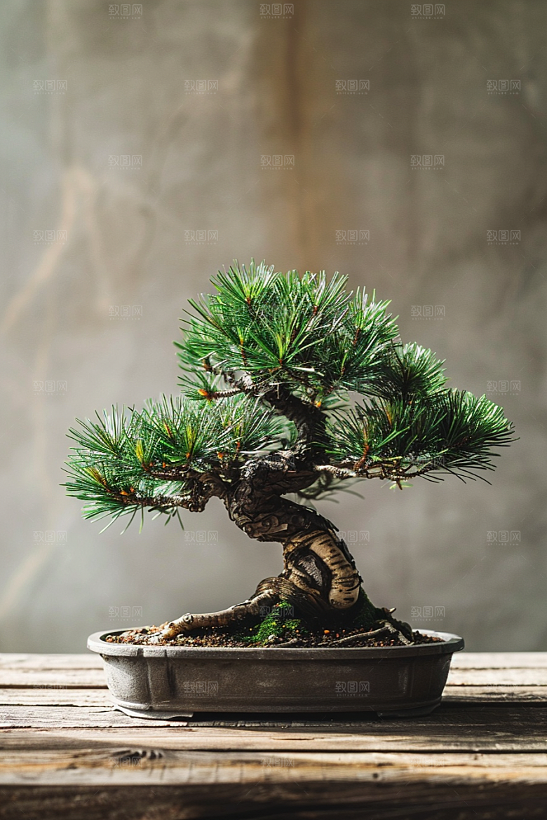 黑松盆景高清文化摄影图