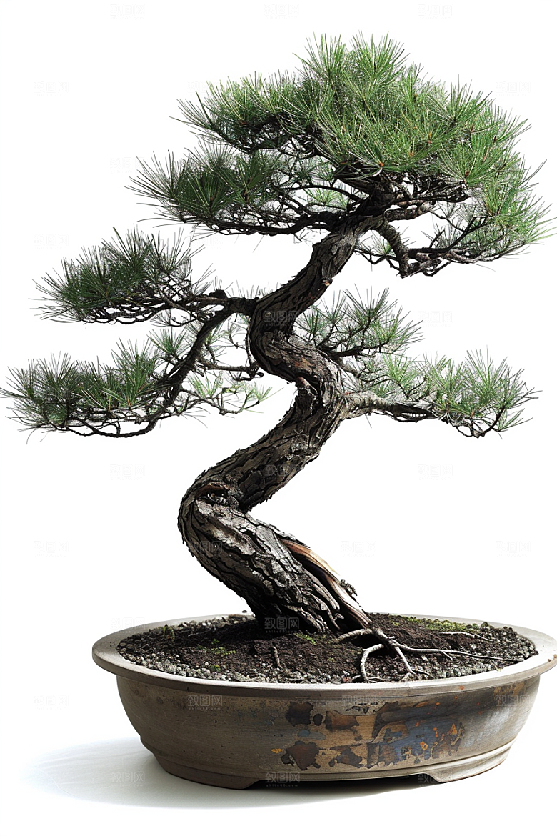 黑松盆景高雅植物摄影图