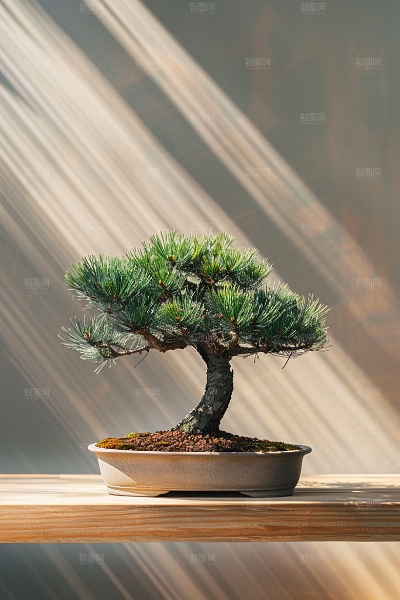 黑松盆景优雅雅致摄影图