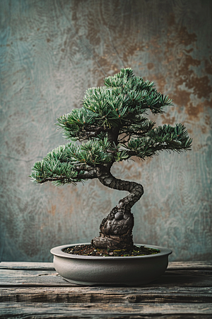 黑松盆景庭院日式摄影图