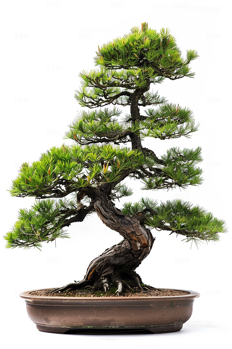 黑松盆景优雅植物摄影图